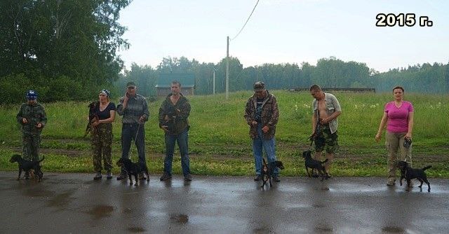 Ринг ягдтерьеров. Выставка РОРС.