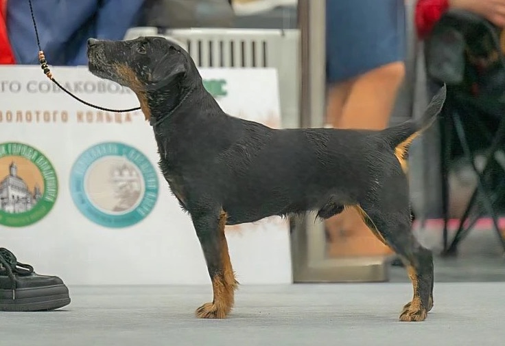 HUNTER TERRIER FLESH BLEK