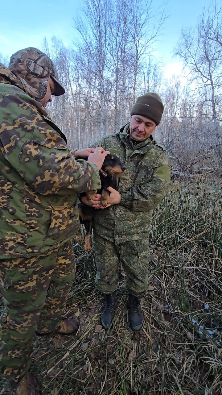 Снаряжение ягдтерьера поисковым устройством перед пуском в нору.