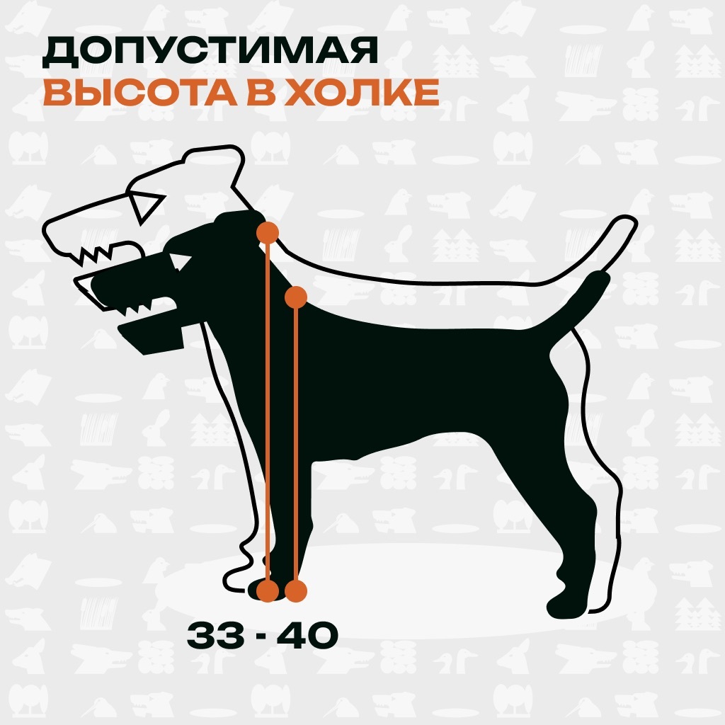 Высота в холке у ягдтерьера