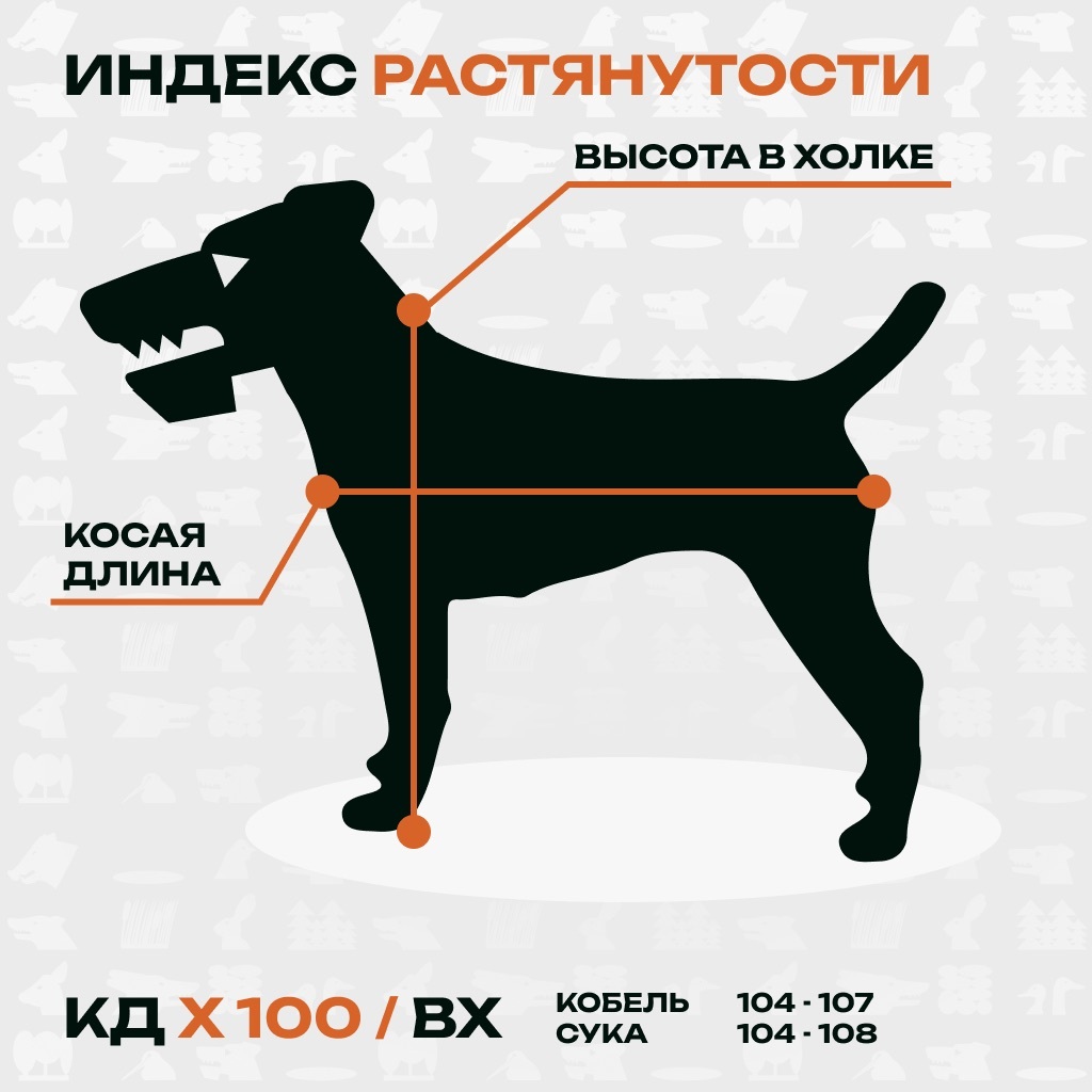 У ягдтерьера индекс растянутости составляет 104−108