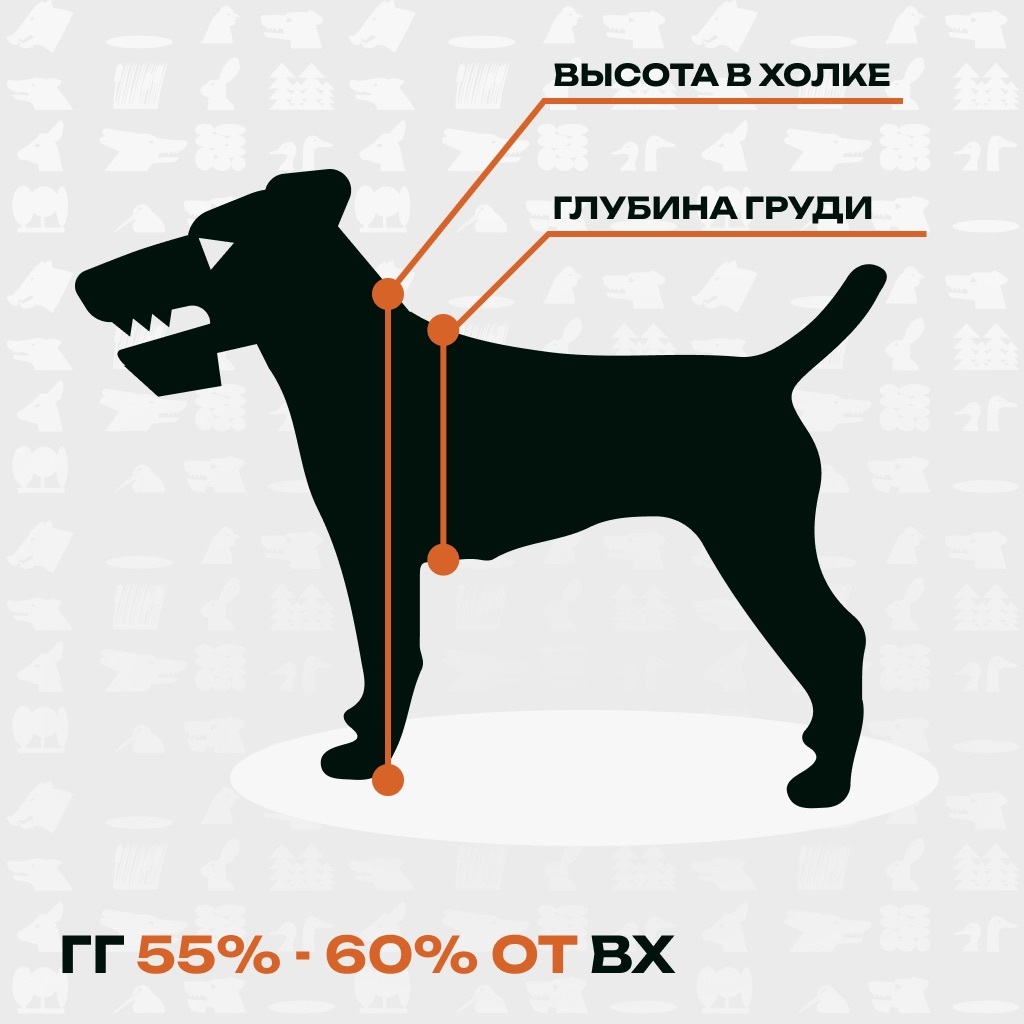 Глубина груди к высоте в холке у ягдтерьера: примерно 55 — 60% от высоты в холке.