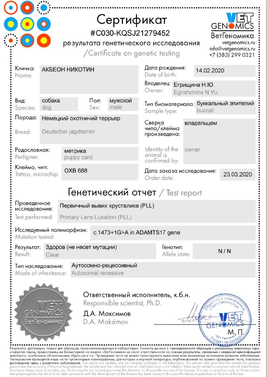 Пример сертификата генетического исследования ягдтерьера, выдаваемого 