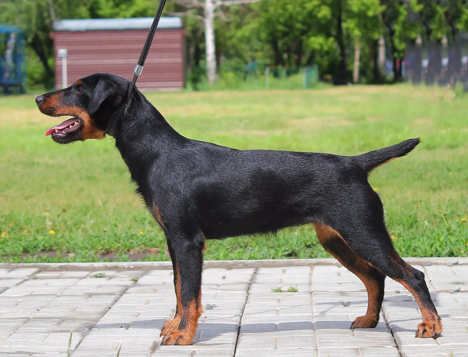 Немного скошенный круп
