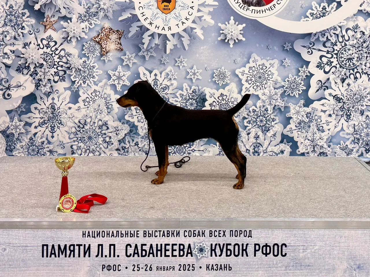 Короткая, хорошо обмускуленая поясница.
